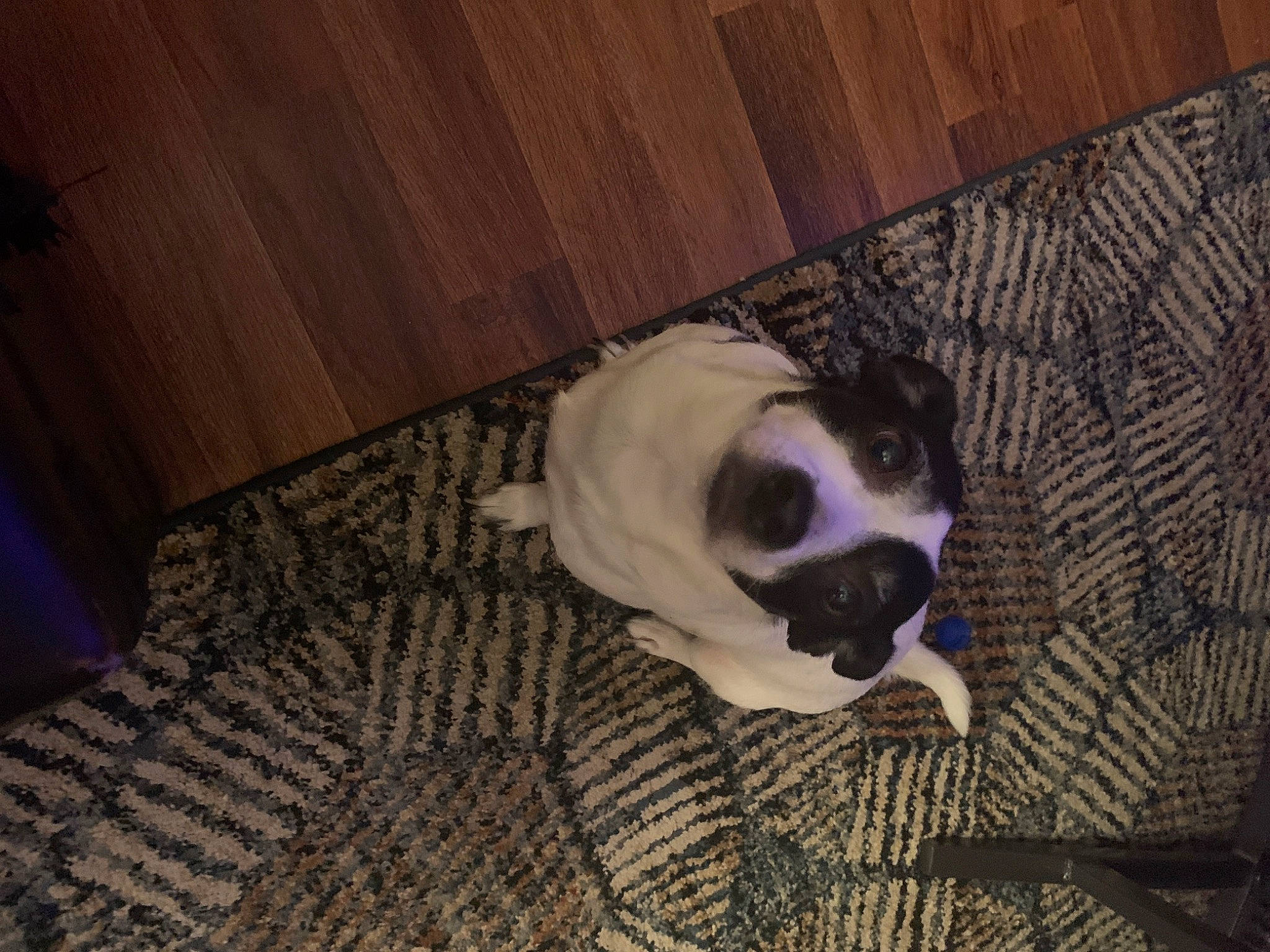 Elsa is registered to the contest to win money with this photo: carnivore, companion_dog, dog, dog_breed, dog_supply, eye, fawn, felidae, floor, flooring, fur, hardwood, head, small_to_medium_sized_cats, snout, tail, toy_dog, whiskers, wood, wood_stain