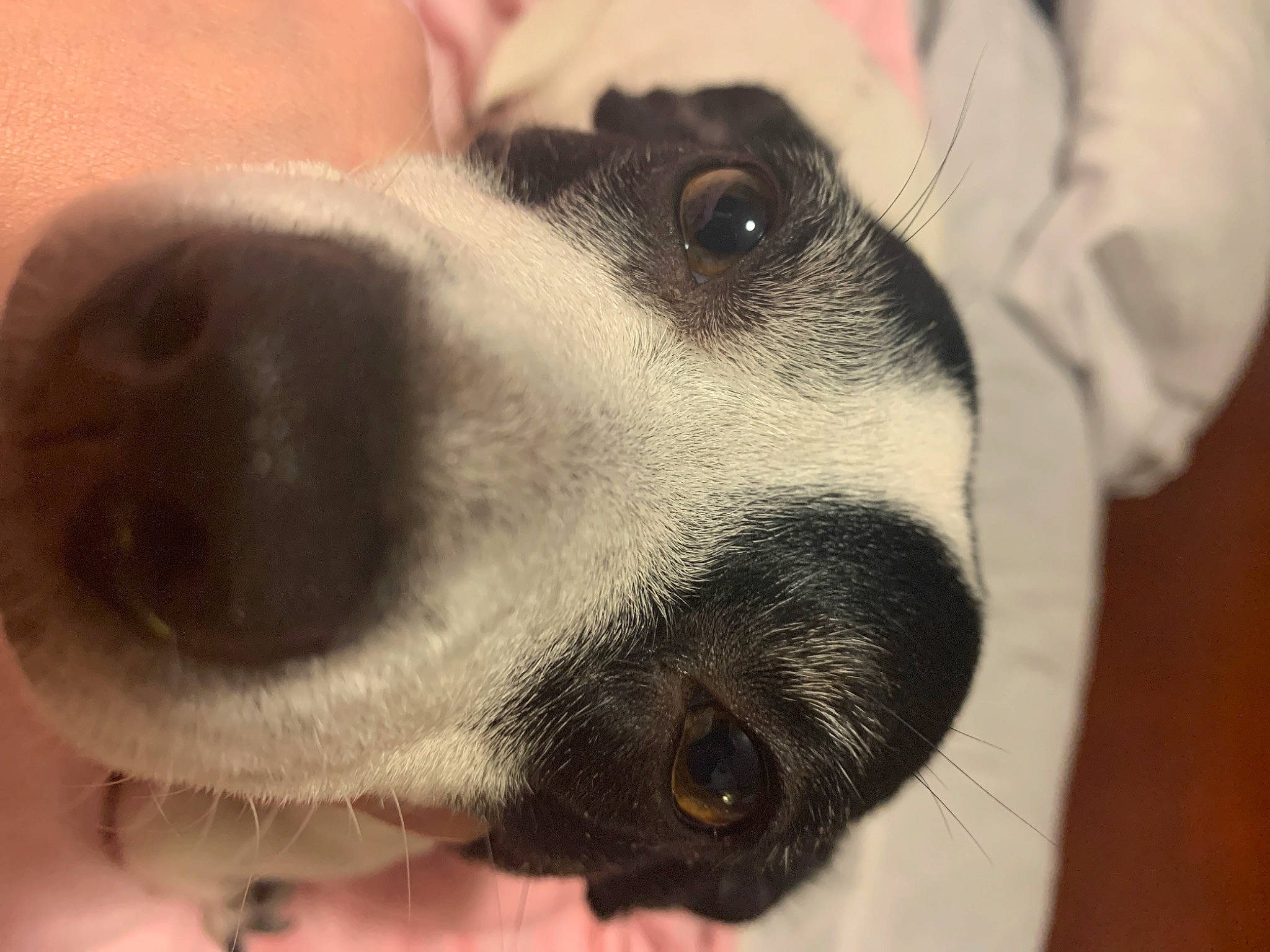 Elsa joined the competition — help win amazing prizes! canidae, carnivore, collar, companion_dog, dog, dog_breed, ear, eyelash, fawn, fur, non_sporting_group, nose, paw, pet_supply, puppy, puppy_love, snout, sporting_group, whiskers, working_animal