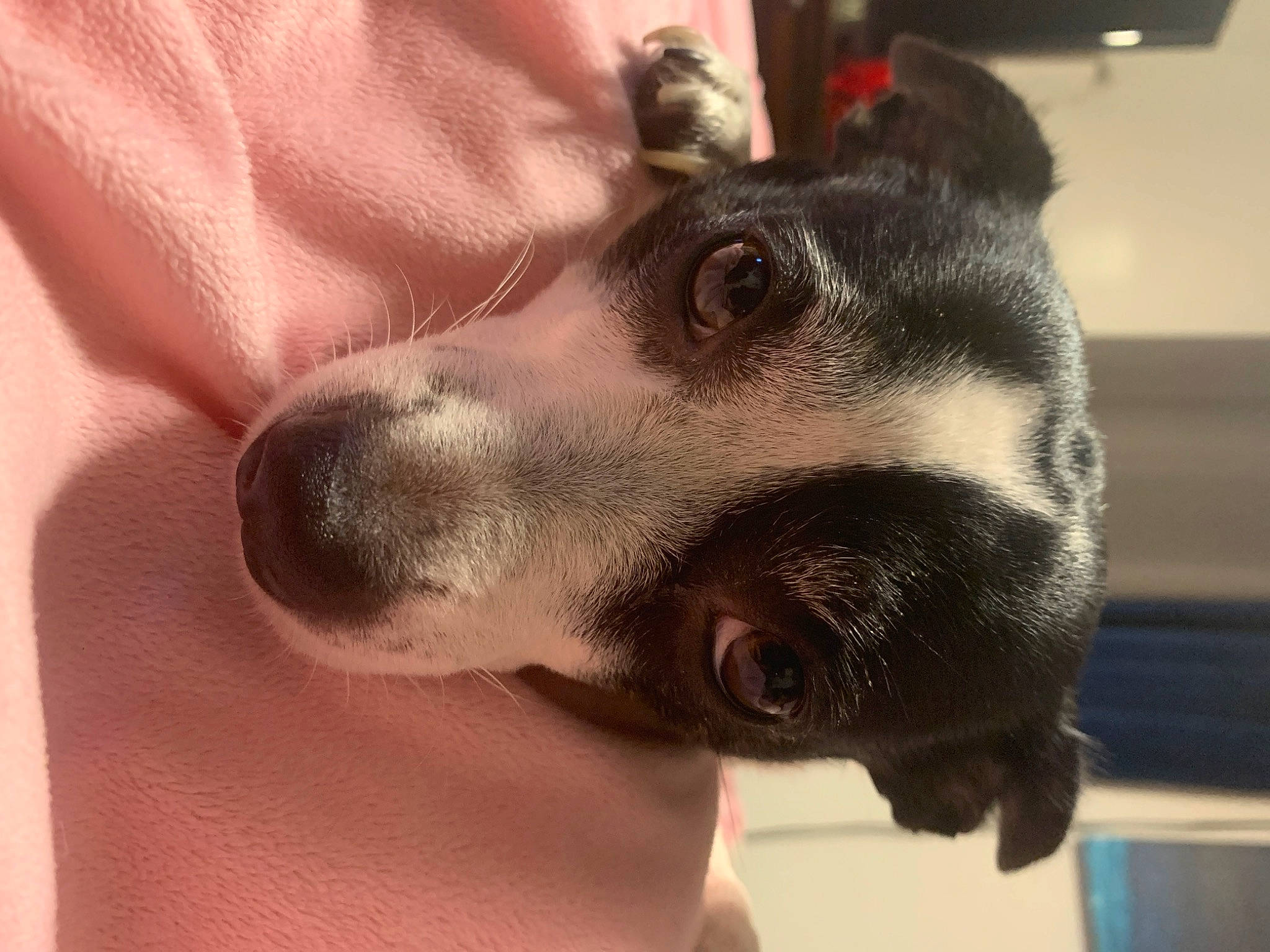 Elsa is registered to the contest to win money with this photo: canidae, carnivore, collar, companion_dog, dog, dog_breed, dog_collar, dog_supply, ear, fang, fawn, fur, jaw, paw, pet_supply, selfie, snout, sporting_group, whiskers, working_animal