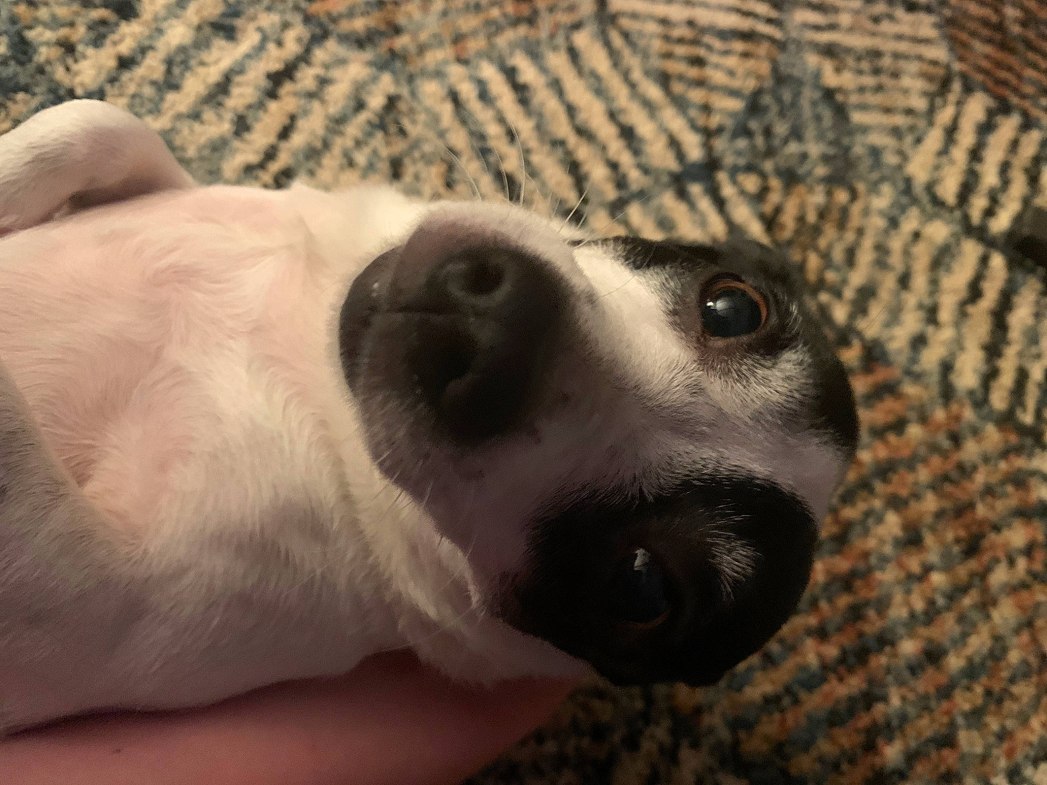 Elsa joined the competition — help win amazing prizes! canidae, carnivore, comfort, companion_dog, dog, dog_breed, fawn, fur, non_sporting_group, paw, snout, sporting_group, terrestrial_animal, whiskers, working_animal