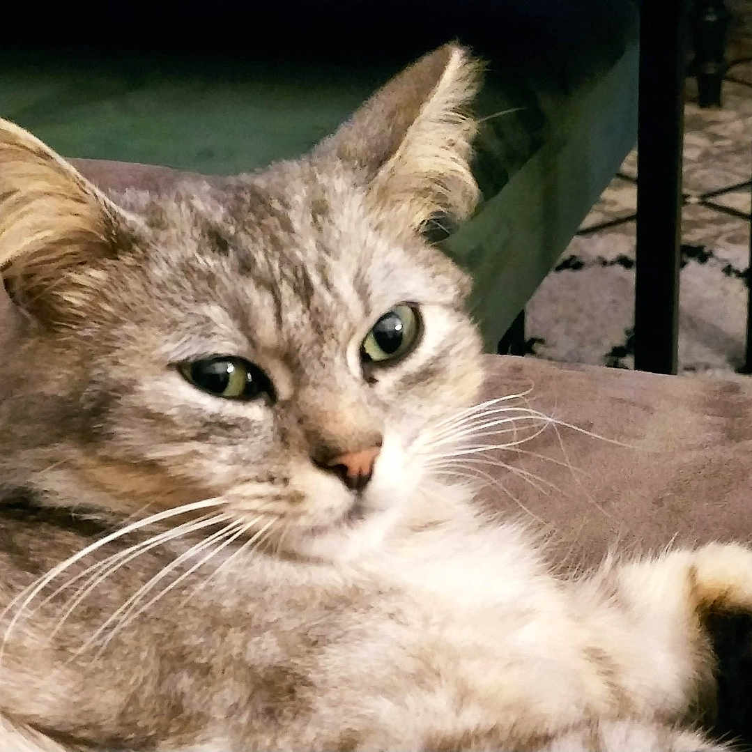 Sushi participe au concours pour gagner de l'argent avec cette photo : animal, carpet, cat, chair, close_up, couch, cute, domestic, feline, floor_tiles, fur, home, indoor, living_room, pet, portrait, relaxed, resting, tabby_cat, whiskers