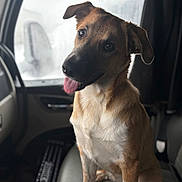 Coco Melon joined the competition — help win amazing prizes! brown_fur, canine, car_interior, closeup, dog, ears, eyes, front_paw, happy, indoor, leather_seat, looking_at_camera, nose, passenger_seat, pet, portrait, seatbelt_area, shallow_depth_of_field, tongue_out, window