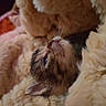 Bacardi is registered to the contest to win money with this photo: kitten, cat, fur, blanket, cozy, close_up, pet, animal, soft, warm, whiskers, sleepy, cute, indoor, comfort, young, small, feline, resting, cuddly