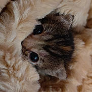 Bacardi joined the competition — help win amazing prizes! kitten, cat, fur, blanket, cozy, cute, animal, pet, soft, sleepy, face, eyes, small, young, domestic_cat, feline, resting, warm, comfort, snuggled