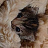 kitten, cat, fur, blanket, cozy, cute, animal, pet, soft, sleepy, face, eyes, small, young, domestic_cat, feline, resting, warm, comfort, snuggled