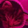Bacardi joined the competition — help win amazing prizes! cat, feline, close_up, blurred, pink_tint, striped, sleeping, pet, animal, fur, cute, indoor, cozy, resting, whiskers, head, mammal, domestic_animal, face, curled_up