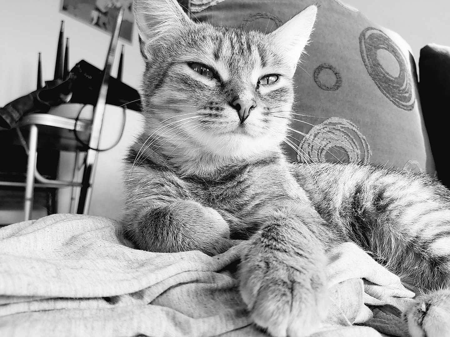 Yuna participe au concours pour gagner de l'argent avec cette photo : black_and_white, bored, carnivore, cat, comfort, domestic_short_haired_cat, ear, felidae, fur, grey, monochrome, monochrome_photography, paw, sitting, small_to_medium_sized_cats, snout, style, tail, whiskers, white