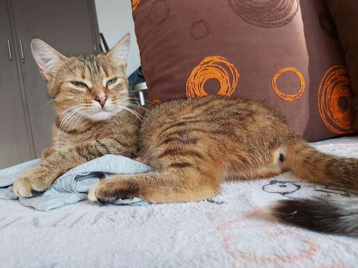Yuna a rejoint le concours — aidez-le/la à gagner de superbes lots ! carnivore, cat, claw, comfort, domestic_short_haired_cat, felidae, fur, nap, paw, sitting, small_to_medium_sized_cats, tail, terrestrial_animal, whiskers