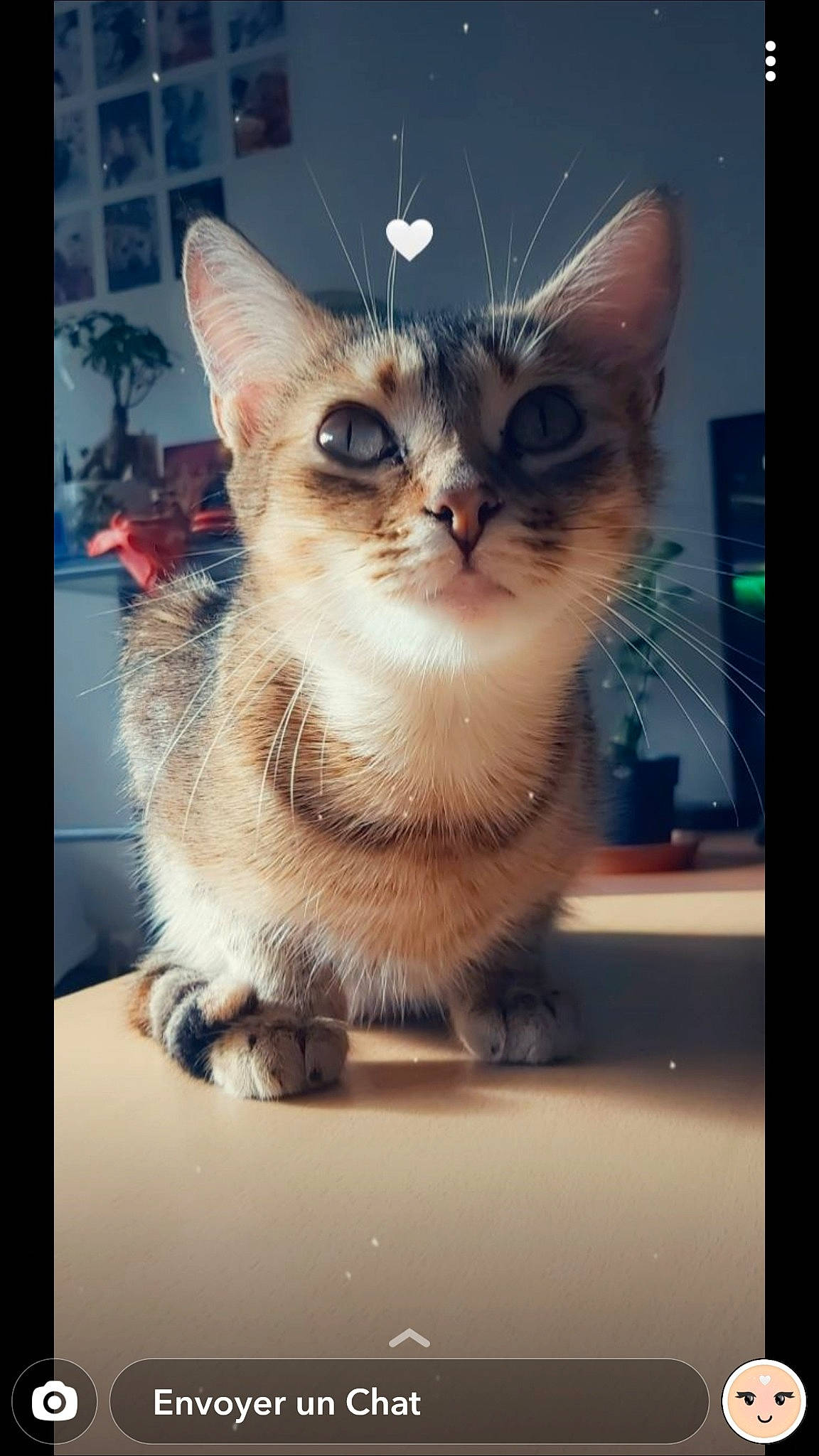 Yuna a rejoint le concours — aidez-le/la à gagner de superbes lots ! carnivore, cat, display_device, domestic_short_haired_cat, door, fawn, felidae, fur, paw, photo_caption, picture_frame, plant, rectangle, small_to_medium_sized_cats, snout, square, still_life_photography, tail, whiskers, window