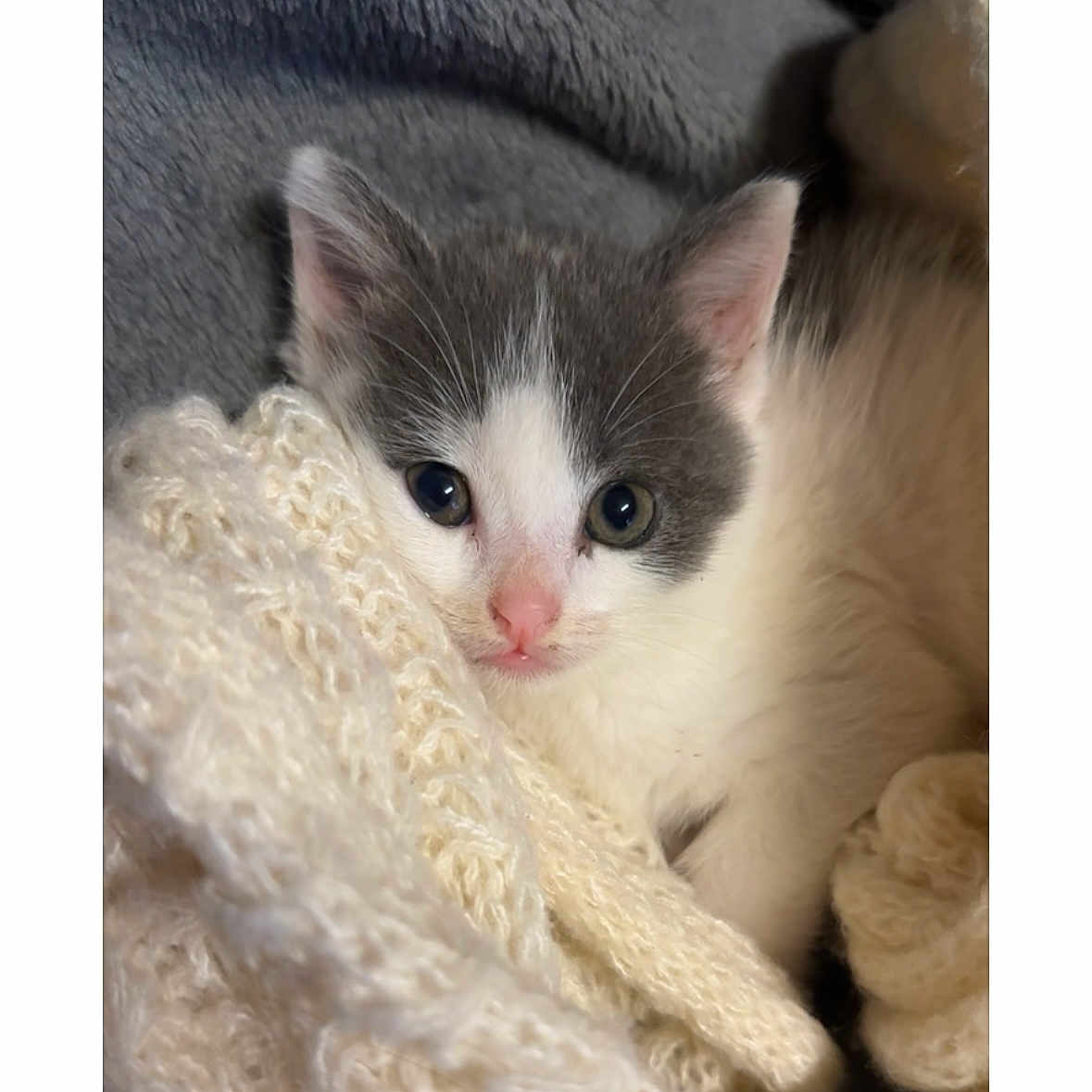 Lilou participe au concours pour gagner de l'argent avec cette photo : kitten, cat, gray_and_white, blanket, knitted, cozy, cute, pet, fur, sleeping_area, snuggling, indoor, animal, young, soft_texture, closeup, face, pink_nose, whiskers, relaxed