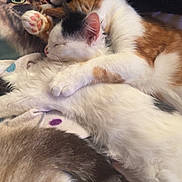 Lilou a rejoint le concours — aidez-le/la à gagner de superbes lots ! cat, kitten, sleeping, cuddle, fur, paw, pet, animal, domestic, resting, cozy, blanket, indoor, cute, snuggle, feline, tabby, calico, whiskers, closeup