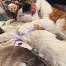 cat, kitten, sleeping, cuddle, fur, paw, pet, animal, domestic, resting, cozy, blanket, indoor, cute, snuggle, feline, tabby, calico, whiskers, closeup