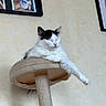 Lilou a rejoint le concours — aidez-le/la à gagner de superbes lots ! cat, cat_tree, relaxed, indoor, pet, feline, white, black, paw, resting, home, wall_art, frame, photograph, beige, fur, animal, household, comfortable, cute