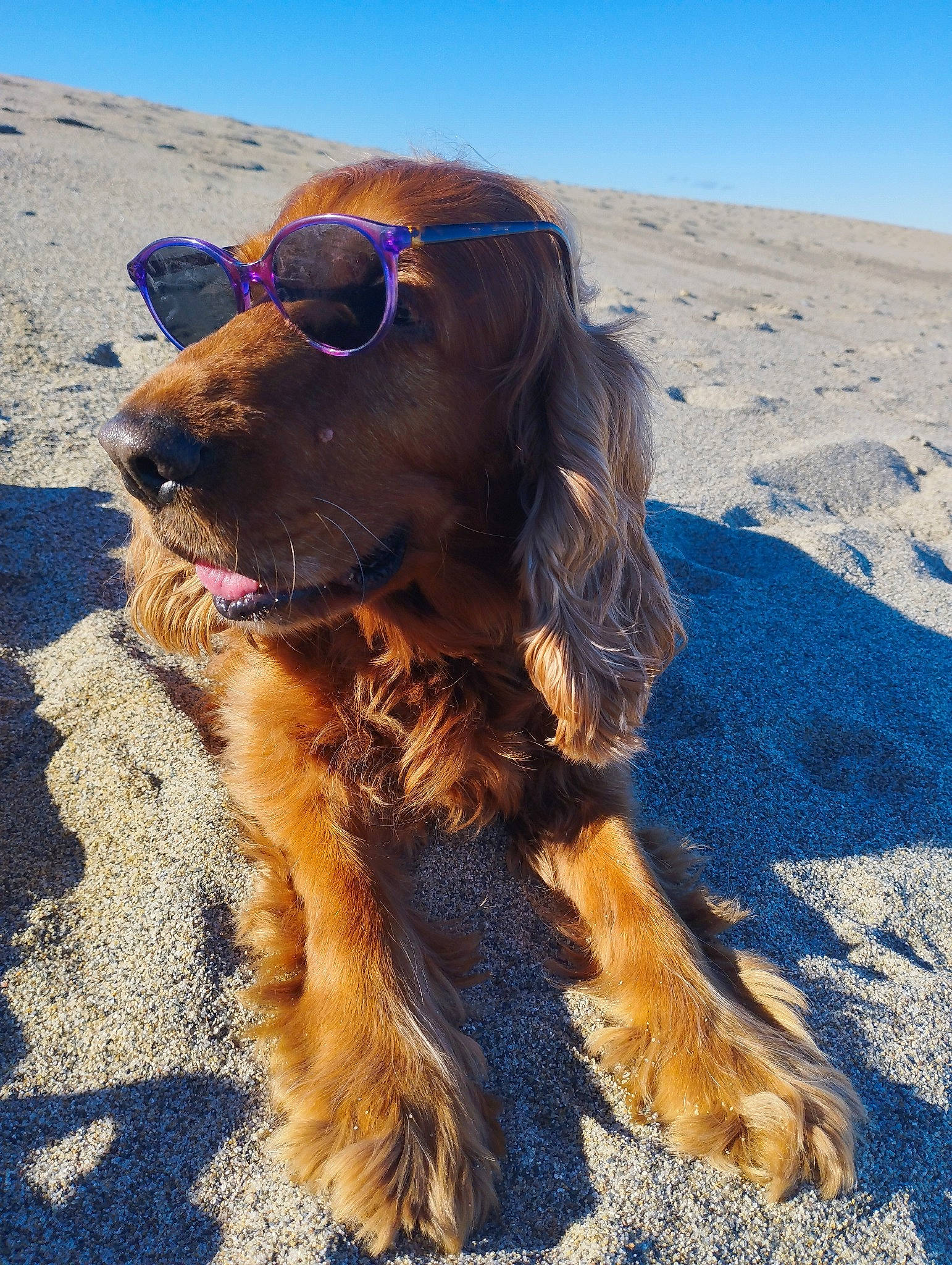 Cookie participe au concours pour gagner de l'argent avec cette photo : beach, canidae, carnivore, companion_dog, dog, dog_breed, fawn, fun, hat, landscape, liver, pet_supply, sand, sky, snout, spaniel, sporting_group, sunglasses, water_dog, working_animal