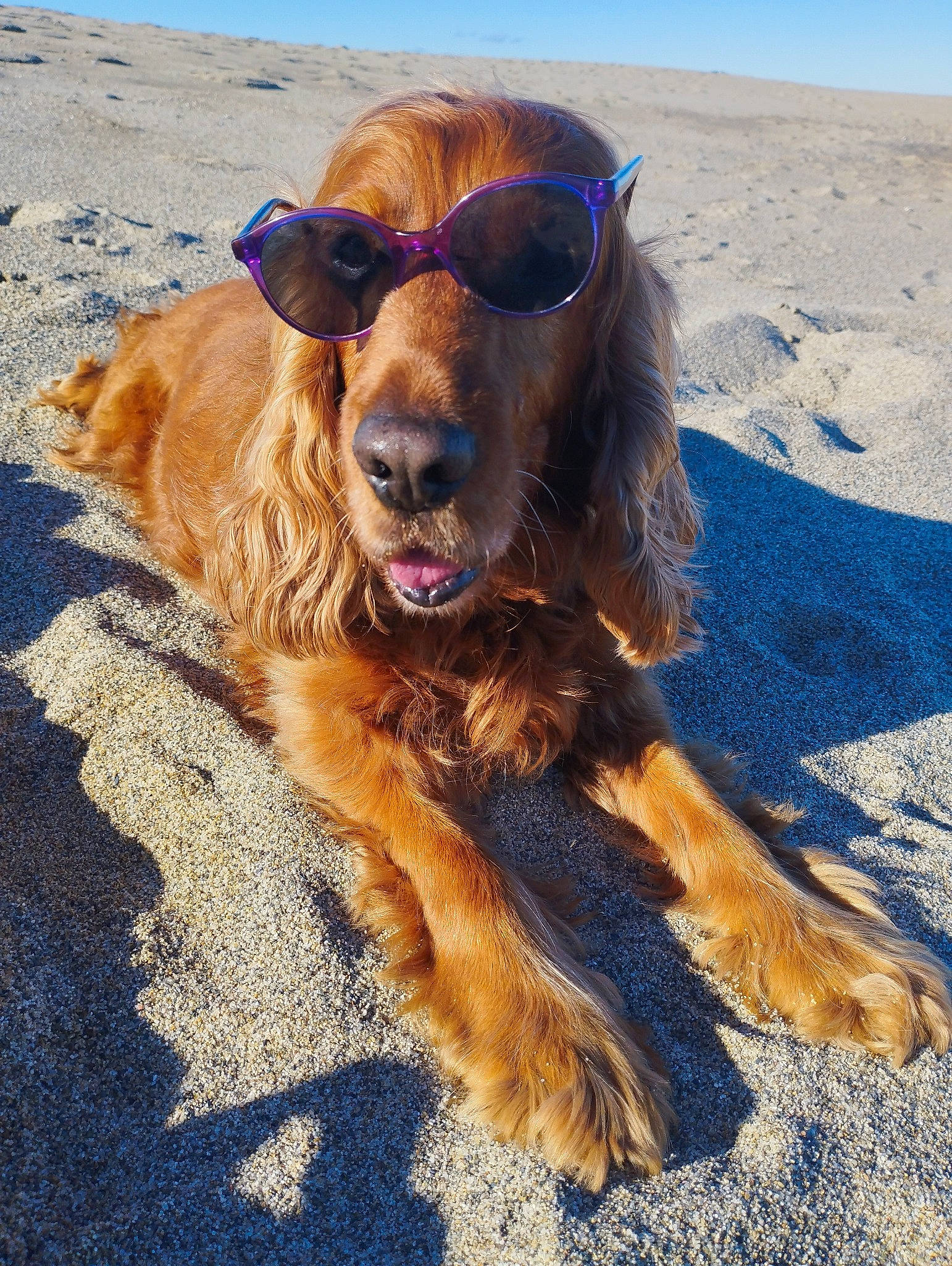 Cookie a rejoint le concours — aidez-le/la à gagner de superbes lots ! canidae, carnivore, collar, companion_dog, dog, dog_breed, eyewear, fawn, fur, happy, landscape, liver, livestock, sand, sky, snout, sporting_group, sunglasses, terrestrial_animal, working_animal