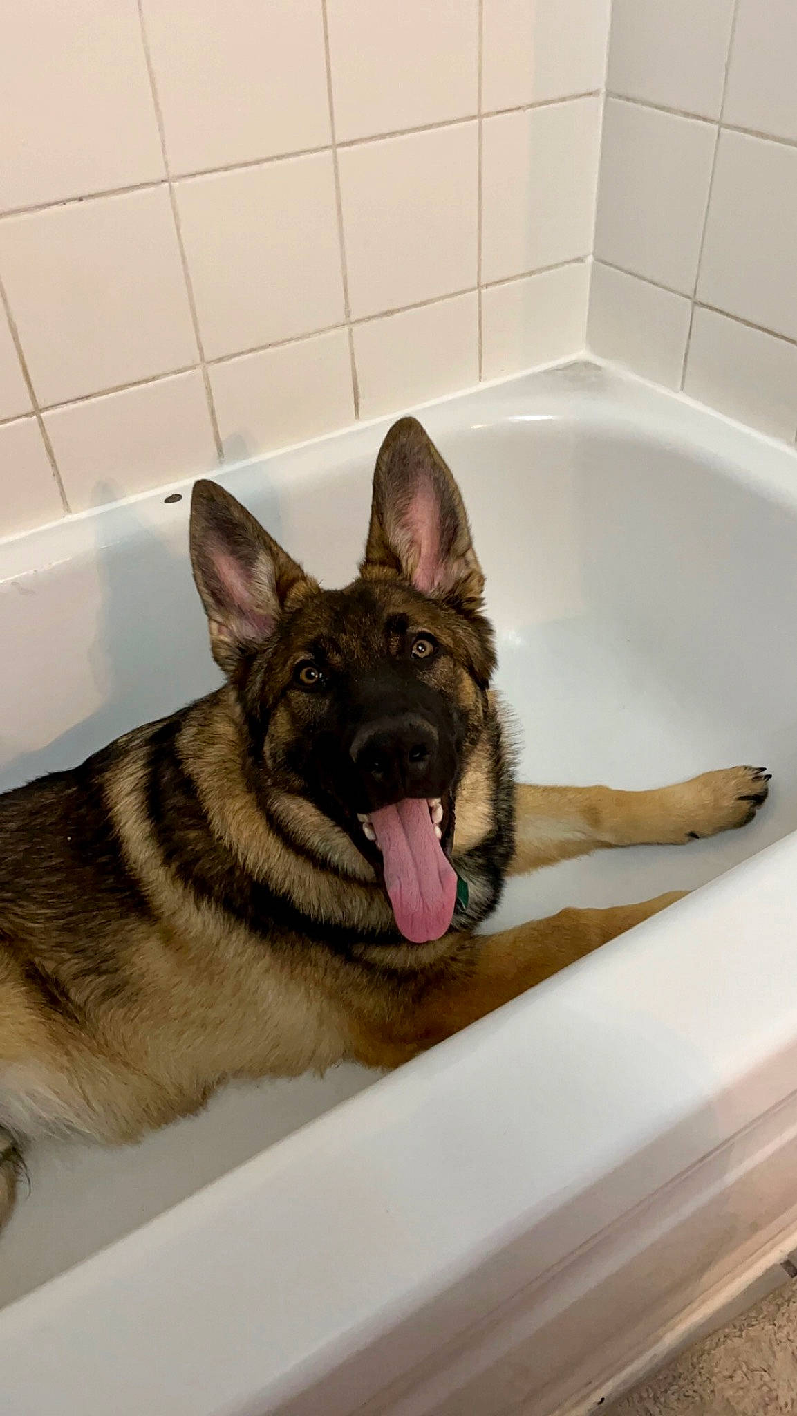 Crunchie joined the competition — help win amazing prizes! bathroom, bathtub, canidae, carnivore, companion_dog, dog, dog_breed, dog_supply, east_european_shepherd, fawn, fluid, fur, german_shepherd_dog, herding_dog, king_shepherd, old_german_shepherd_dog, plumbing, snout, sporting_group, working_dog