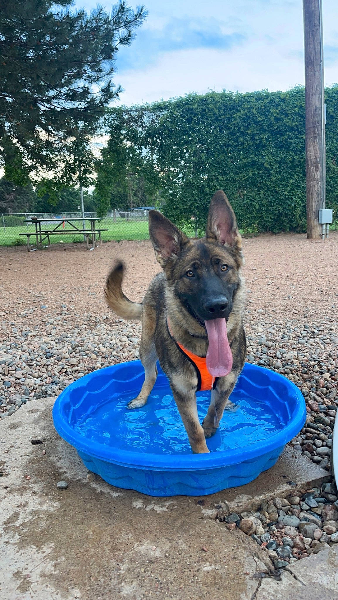 Crunchie is registered to the contest to win money with this photo: blue, carnivore, cloud, dog, dog_breed, dog_supply, fun, german_shepherd_dog, grass, herding_dog, leisure, old_german_shepherd_dog, plant, recreation, sky, sporting_group, tail, tree, vertebrate, water