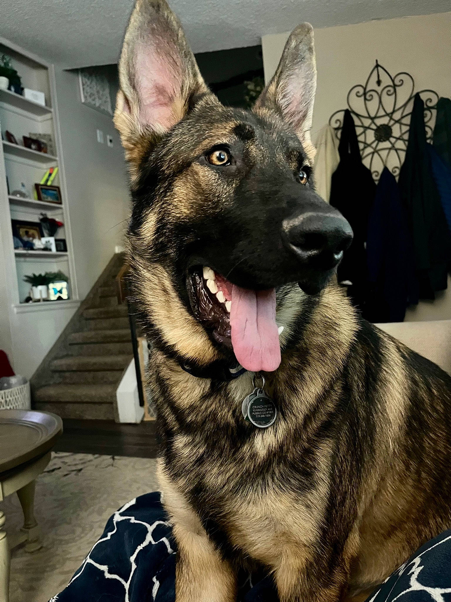 Crunchie is registered to the contest to win money with this photo: bookcase, canidae, carnivore, collar, dog, dog_breed, dog_collar, east_european_shepherd, fur, german_shepherd_dog, herding_dog, jaw, king_shepherd, shelf, shelving, snout, sporting_group, whiskers, working_animal, working_dog