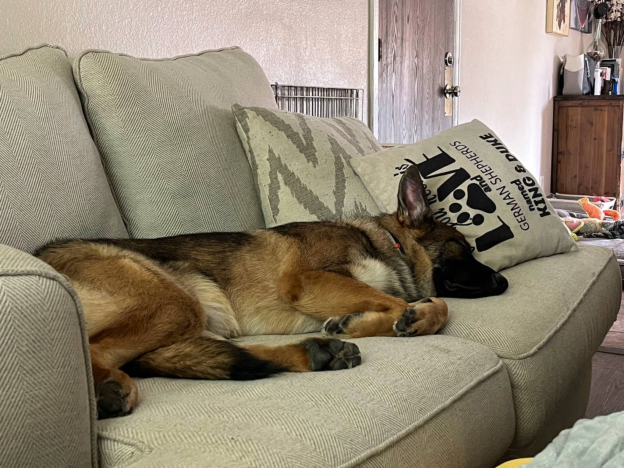 Crunchie is registered to the contest to win money with this photo: bedding, canidae, carnivore, comfort, companion_dog, couch, curtain, dog, dog_breed, fawn, flooring, fur, hardwood, linens, living_room, nap, picture_frame, room, snout, sporting_group