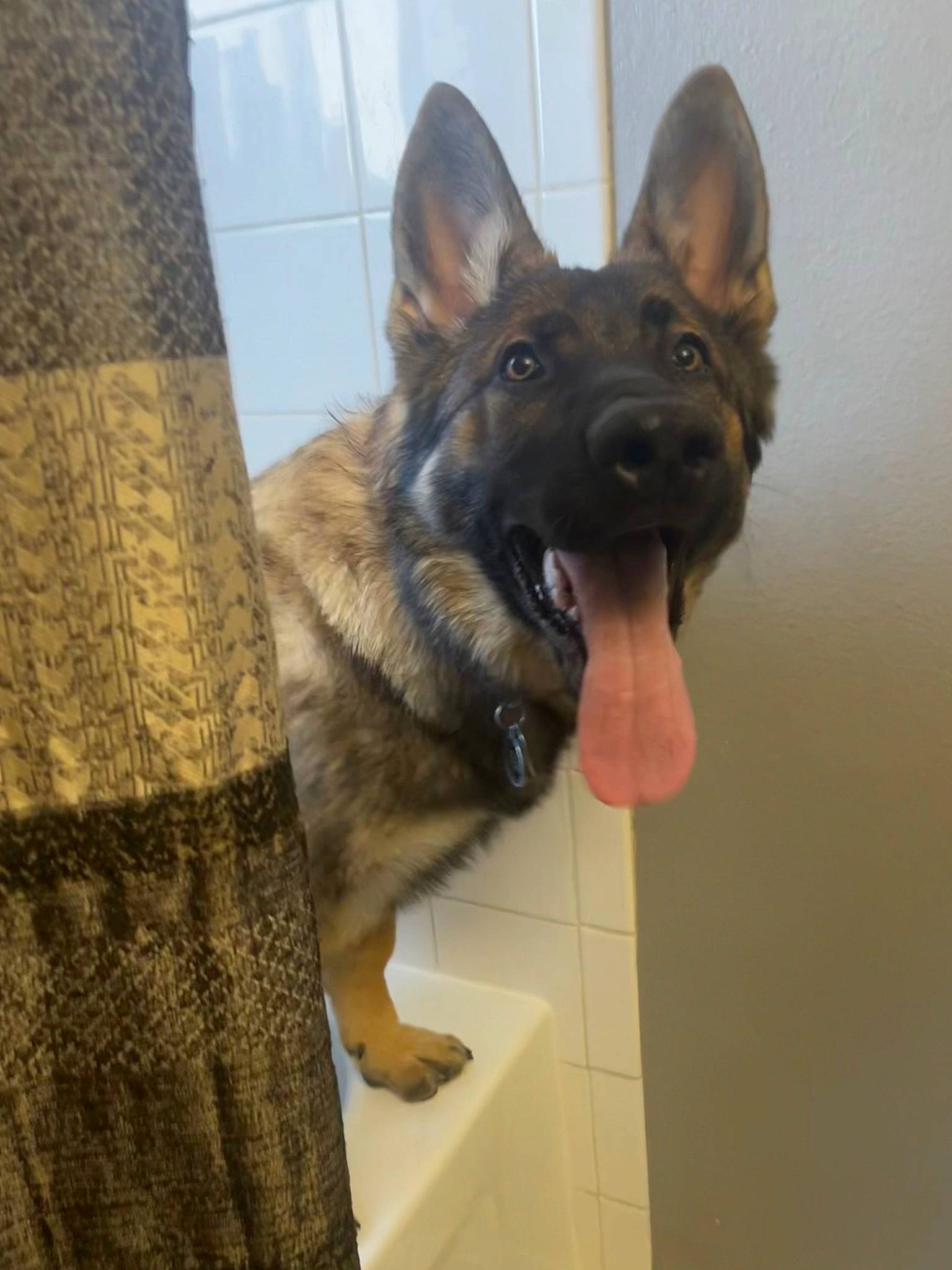 Crunchie is registered to the contest to win money with this photo: ancient_dog_breeds, canidae, carnivore, companion_dog, dog, dog_breed, east_european_shepherd, fawn, fur, german_shepherd_dog, guard_dog, herding_dog, king_shepherd, non_sporting_group, old_german_shepherd_dog, snout, sporting_group, working_animal, working_dog