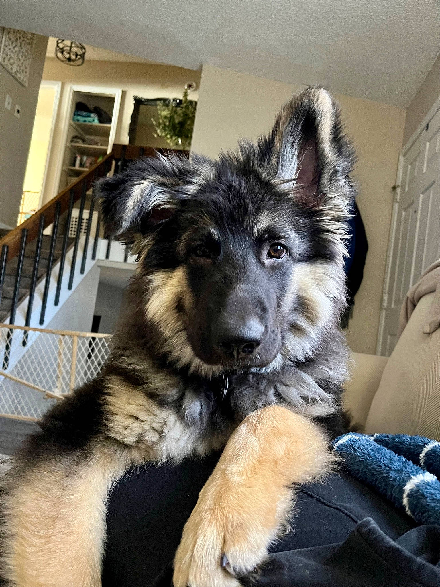 Munchie is registered to the contest to win money with this photo: canidae, carnivore, claw, companion_dog, dog, dog_breed, felidae, fur, herding_dog, paw, plant, small_terrier, snout, sporting_group, tail, toy_dog, whiskers, window, working_animal, working_dog