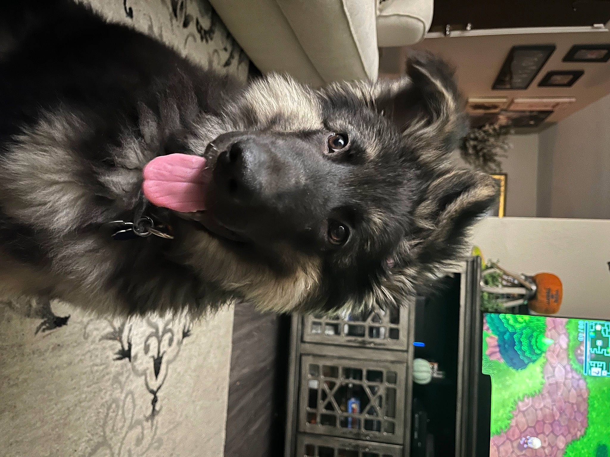 Munchie is registered to the contest to win money with this photo: canidae, carnivore, claw, companion_dog, dog, dog_breed, felidae, fur, paw, puppy, small_to_medium_sized_cats, snout, sporting_group, tail, whiskers