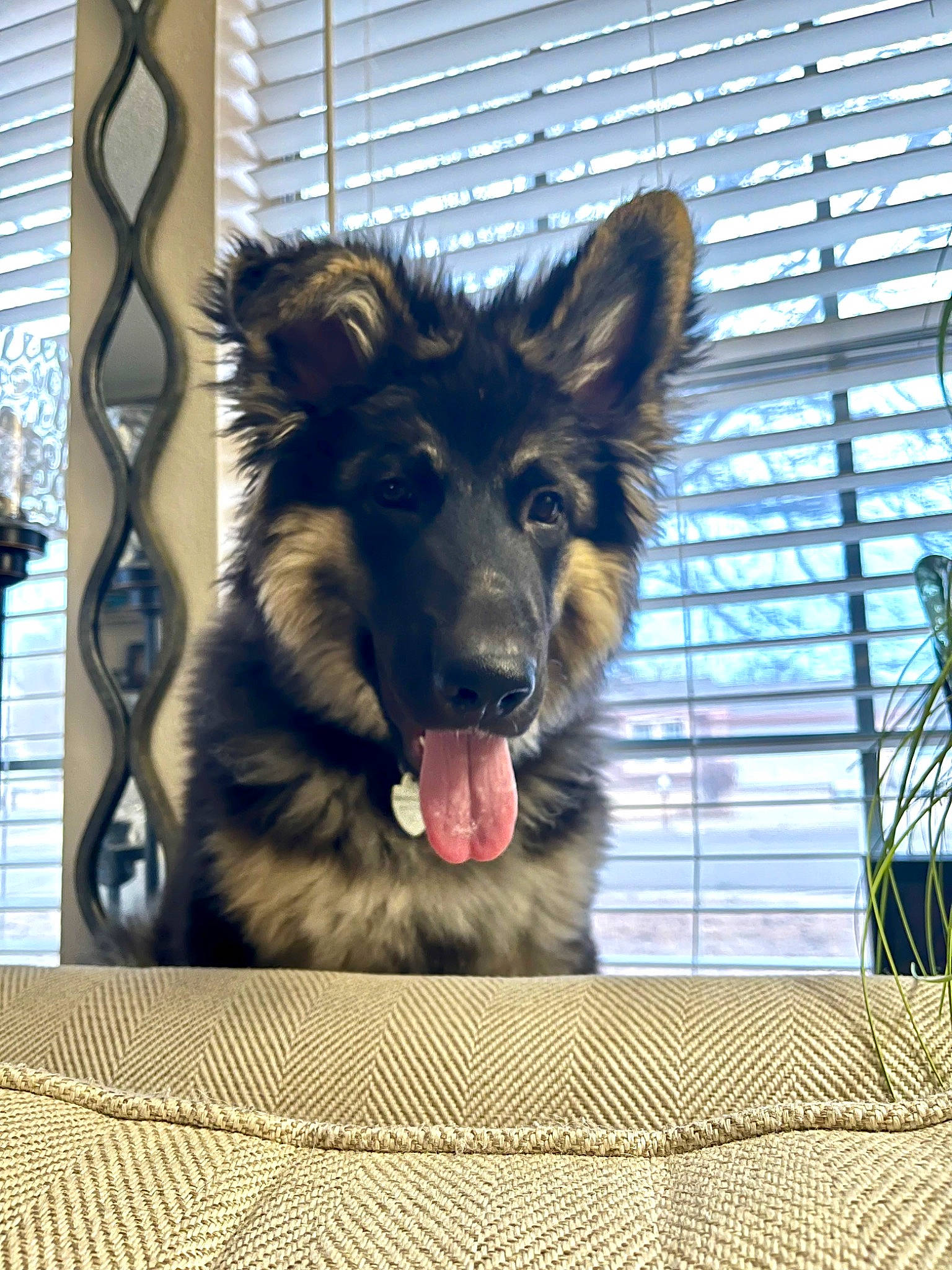 Munchie joined the competition — help win amazing prizes! canidae, canis, carnivore, companion_dog, dog, dog_breed, dog_supply, electric_blue, fur, german_spitz_mittel, herding_dog, liver, plant, snout, spitz, sporting_group, whiskers, window, working_animal, working_dog