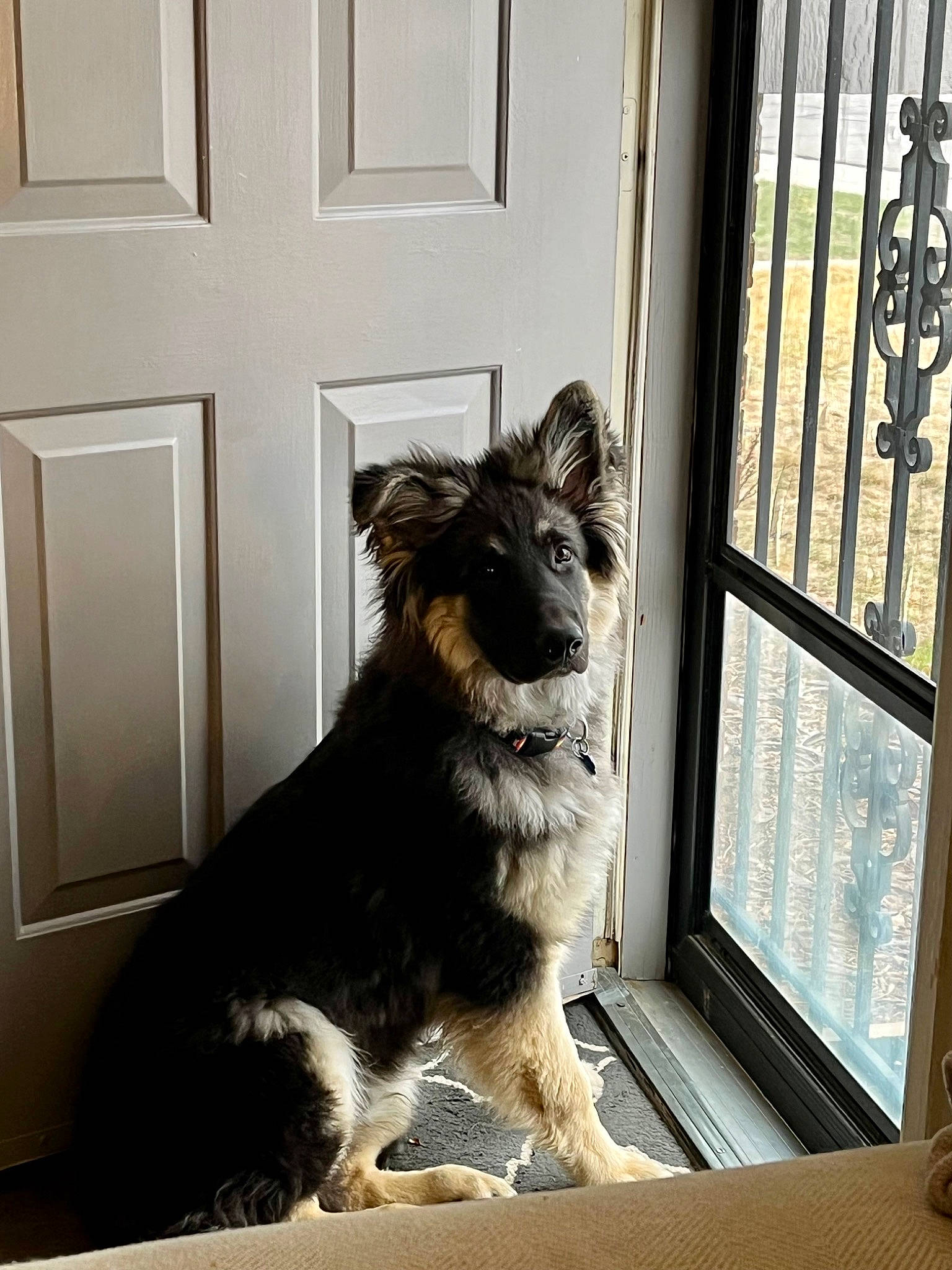 Munchie is registered to the contest to win money with this photo: border_collie, canidae, carnivore, companion_dog, dog, dog_breed, door, fixture, fur, herding_dog, plant, sash_window, snout, sporting_group, tail, window, working_dog