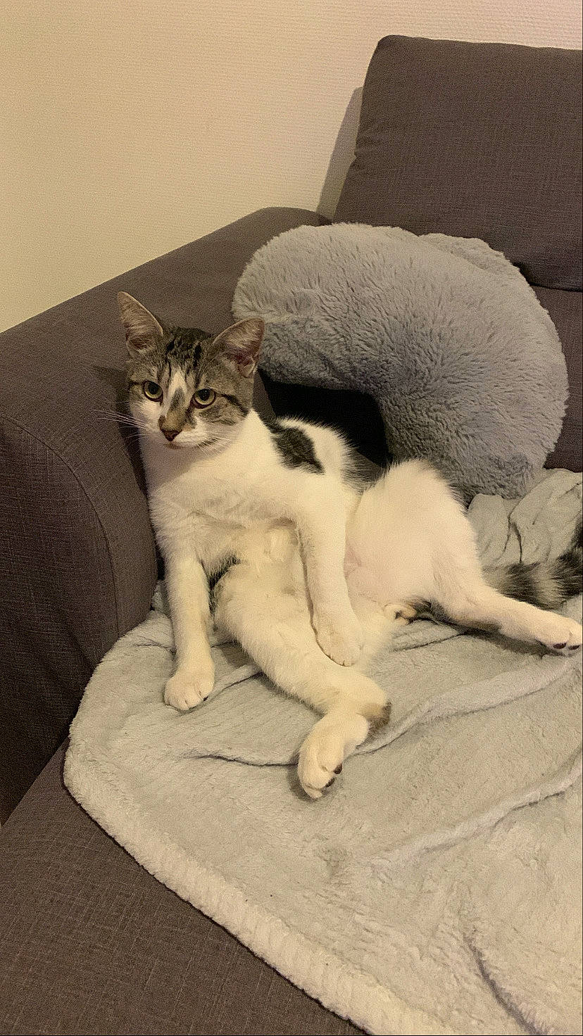 Mando a rejoint le concours — aidez-le/la à gagner de superbes lots ! bedding, carnivore, cat, cat_supply, claw, comfort, domestic_short_haired_cat, fang, felidae, foot, fur, grey, linens, paw, room, small_to_medium_sized_cats, snout, tail, terrestrial_animal, whiskers