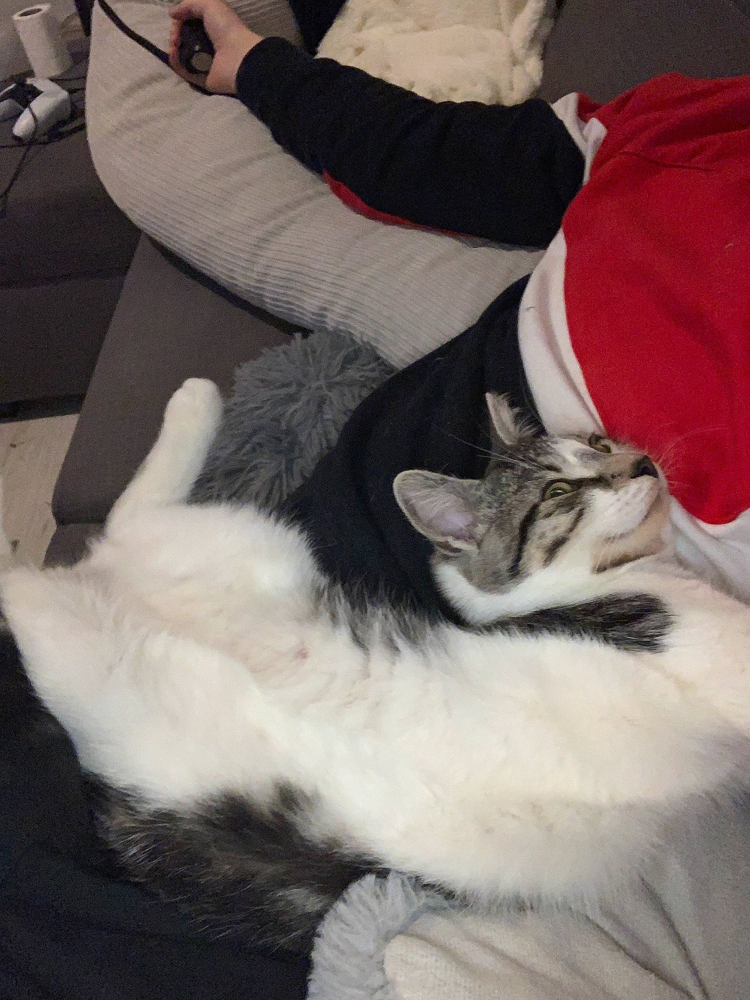 Mando participe au concours pour gagner de l'argent avec cette photo : canidae, carnivore, cat, claw, comfort, companion_dog, domestic_short_haired_cat, felidae, fur, gesture, human_leg, lap, nap, paw, sitting, small_to_medium_sized_cats, tail, thigh, whiskers