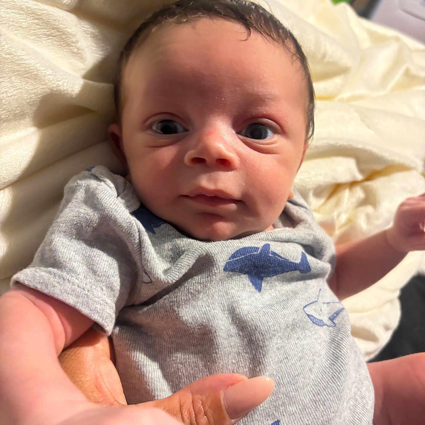 Javien joined the competition — help win amazing prizes! baby, infant, child, onesie, shark_print, gray_clothing, hand, blanket, soft_texture, curious_expression, wide_eyes, portrait, indoor, person, newborn, cute, gaze, skin, short_hair, human