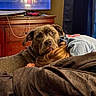 Lilo is registered to the contest to win money with this photo: dog, pit_bull, pet, canine, cuddling, sleeping, bed, blanket, bedroom, indoor, portrait, close_up, brown_dog, floppy_ears, wrinkled_face, animal, human, cozy, television, dresser