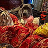 dog, pit_bull, gray_dog, pet, lying_down, resting, indoors, bedroom, blanket, red_blanket, plush_toy, pink_pillow, serious_expression, direct_gaze, paw, handbag, snack_bowl, food, television, bookshelf