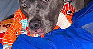 Lilo joined the competition — help win amazing prizes! dog, canine, gray_dog, sleeping, resting, blanket, blue_blanket, plush_toy, orange_toy, bed, indoors, pet, portrait, close_up, brown_eyes, floppy_ears, black_nose, cozy, cute, snuggling