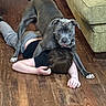 dog, person, indoor, wooden_floor, couch, living_room, gray_dog, large_dog, pet, playful, cuddling, lying_down, sitting, human, legs, arms, paws, portrait, funny, companionship