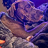 Lilo is registered to the contest to win money with this photo: dog, brown_dog, large_dog, pet, canine, portrait, close_up, lying_down, relaxed, indoors, blanket, furry_blanket, collar, floppy_ears, brown_fur, animal, home, bed, purple_lighting, cozy