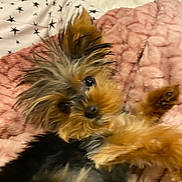 Roo is registered to the contest to win money with this photo: dog, puppy, blanket, pink, fur, cute, pet, cozy, indoor, small_dog, fur_texture, animal, sleepy, resting, closeup, brown, black, ears, eyes, soft