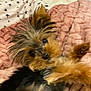 dog, puppy, blanket, pink, fur, cute, pet, cozy, indoor, small_dog, fur_texture, animal, sleepy, resting, closeup, brown, black, ears, eyes, soft