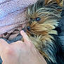 Roo joined the competition — help win amazing prizes! dog, yorkshire_terrier, pet, small_dog, fluffy, fur, blanket, hand, cozy, snuggling, close_up, indoor, animal, cute, companion, relaxing, soft_texture, brown, black, collar