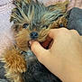 Roo is registered to the contest to win money with this photo: dog, puppy, hand, bite, playing, cute, fur, blanket, cozy, pet, animal, small_dog, paw, nuzzle, cuddle, relaxing, indoors, soft, adorable, friendly