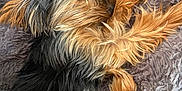 Roo is registered to the contest to win money with this photo: dog, sleeping, fur, cozy, blanket, pet, resting, brown, black, small_dog, long_hair, cute, animal, paw, relaxation, indoors, fluffy, soft, companion, comfort