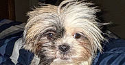 Daisy is registered to the contest to win money with this photo: bed, bedroom, blanket, comforter, cute, dog, eyes, flash, fur, human_arm, indoor, looking_at_camera, messy_hair, nose, pet, portrait, puppy, sleepy, small_dog, whiskers