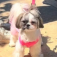 Daisy is registered to the contest to win money with this photo: animal, canine, cute, dog, fluffy, footwear, fur, groomed, leash, leash_clip, outdoor, pet, pink_harness, shadow, shih_tzu, sidewalk, small_dog, sunlight, tie, walking