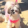 animal, canine, cute, dog, fluffy, footwear, fur, groomed, leash, leash_clip, outdoor, pet, pink_harness, shadow, shih_tzu, sidewalk, small_dog, sunlight, tie, walking