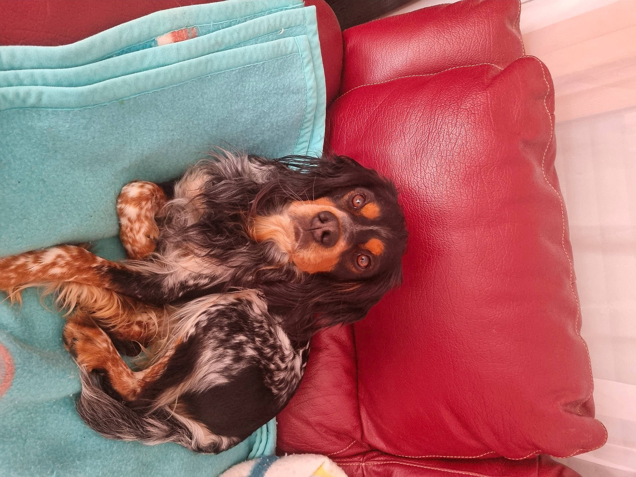 Speedy a rejoint le concours — aidez-le/la à gagner de superbes lots ! bed, bed_sheet, bedding, canidae, carnivore, comfort, companion_dog, dog, dog_breed, flesh, fur, linens, liver, magenta, nap, pattern, paw, sporting_group, textile, toy_dog