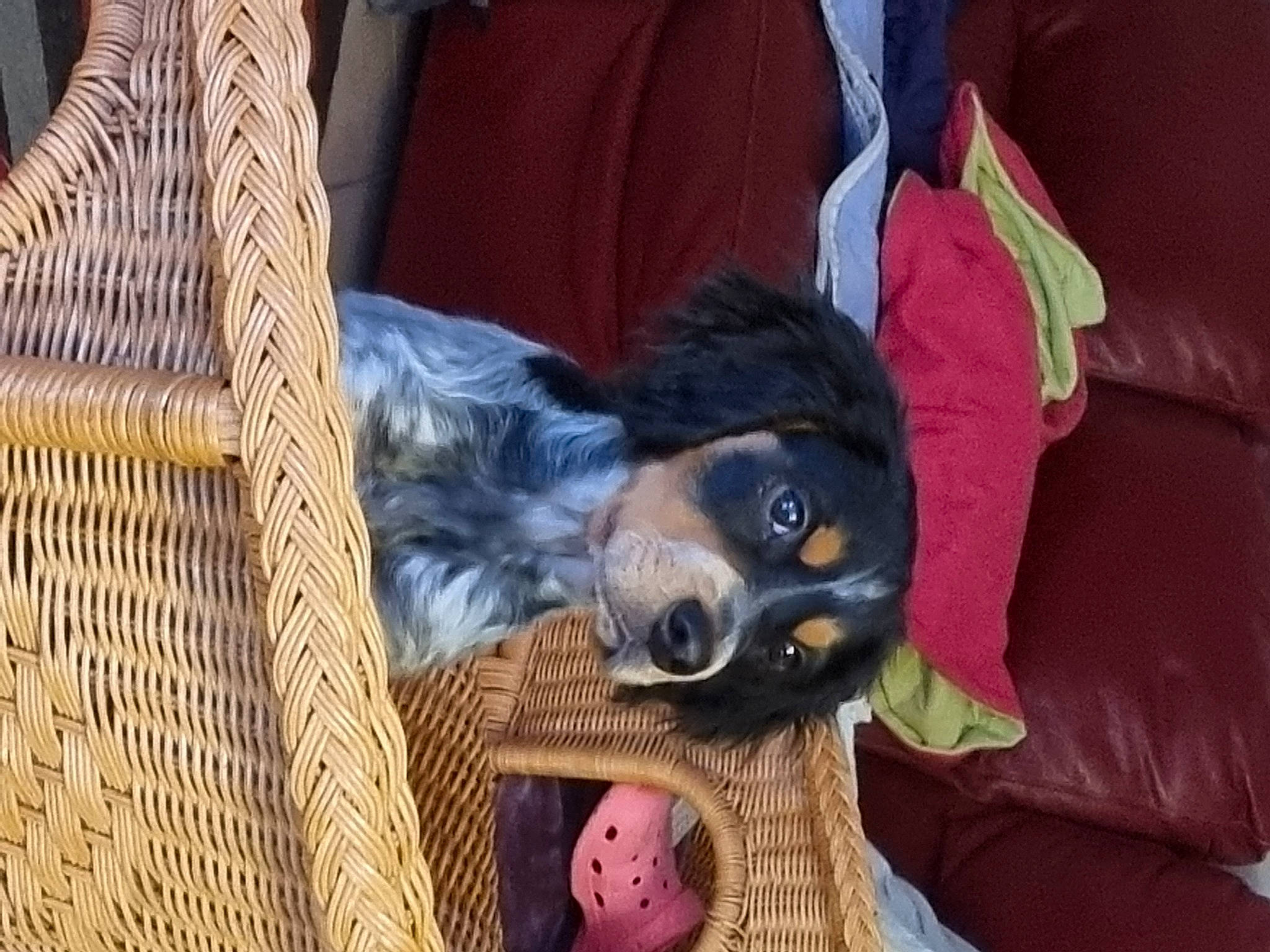 Speedy participe au concours pour gagner de l'argent avec cette photo : canidae, carnivore, comfort, companion_dog, couch, dog, dog_breed, dog_supply, fur, guard_dog, mesh, sitting, snout, sporting_group, textile, toy, whiskers, wood, working_animal