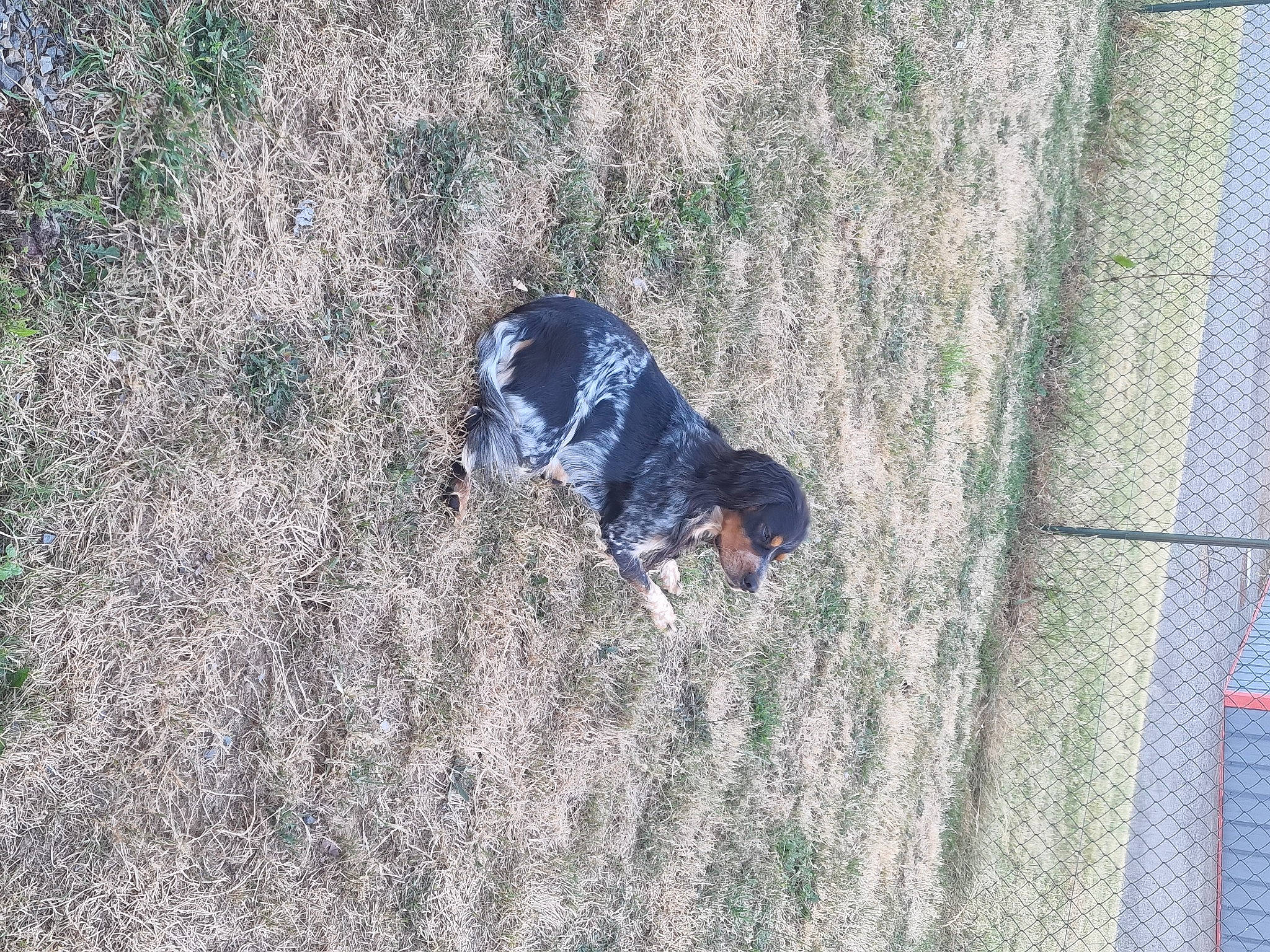 Speedy participe au concours pour gagner de l'argent avec cette photo : adventure, canidae, carnivore, dog, dog_breed, electric_blue, fun, grass, leisure, mesh, net, people_in_nature, plant, recreation, shadow, soil, sporting_group, tail, tree, winter