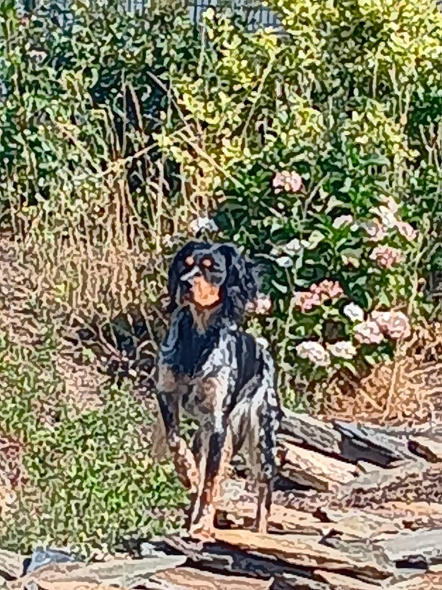 Speedy a rejoint le concours — aidez-le/la à gagner de superbes lots ! art, canidae, carnivore, companion_dog, dog, dog_breed, drawing, fawn, flowering_plant, grass, painting, people_in_nature, plant, shrub, sporting_group, terrestrial_animal, visual_arts, wildlife, working_animal, working_dog