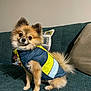 Teddy is registered to the contest to win money with this photo: dog, pomeranian, pet, indoor, couch, jacket, clothing, fluffy, cute, small_dog, sitting, head_tilt, fur, animal, domestic_animal, companion, portrait, cozy, home, furniture