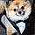 Teddy
